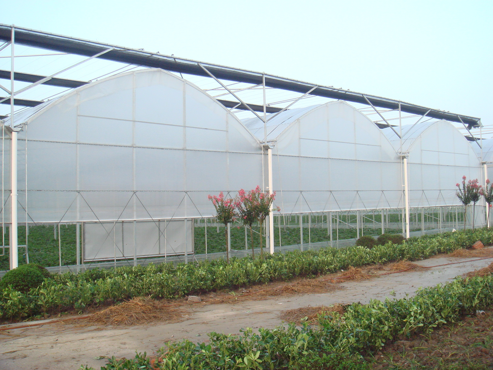 貴貴溫室連棟薄膜溫室工程