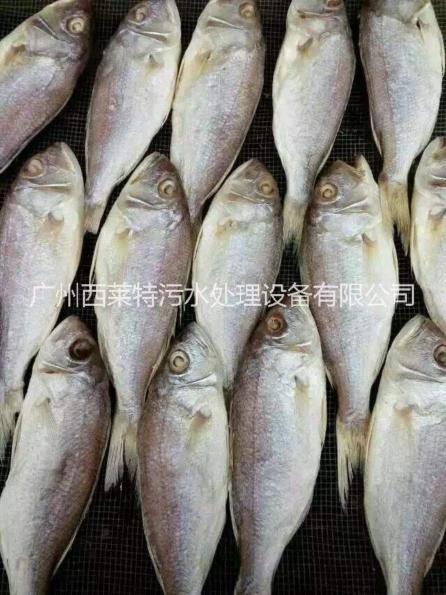 魚干低溫烘干機(jī) 魚干烘干機(jī)