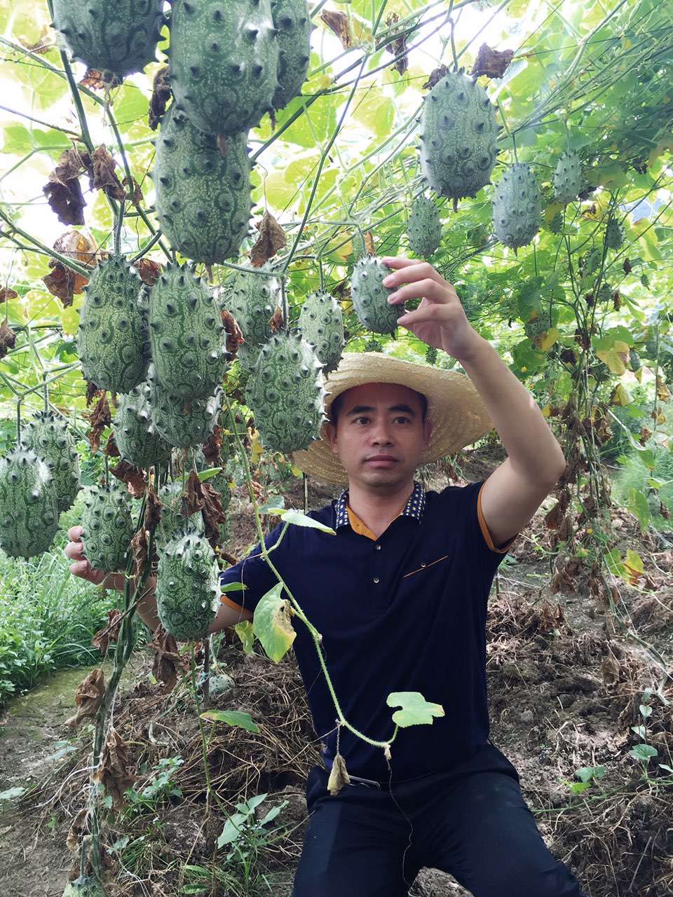 非洲蜜瓜刺角瓜種子批發(fā)火參果種植技術(shù)栽培 帶刺非洲蜜瓜種子供應(yīng)