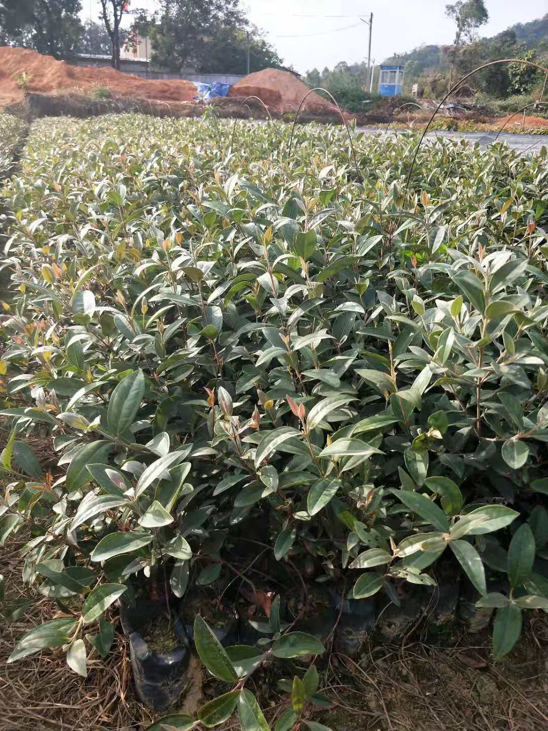 山稔子小袋苗公司-優(yōu)質(zhì)生產(chǎn)供應(yīng)商 山稔子 山稔子小苗批發(fā) 山稔子報(bào)價(jià) 山稔子小苗 廣州山稔子