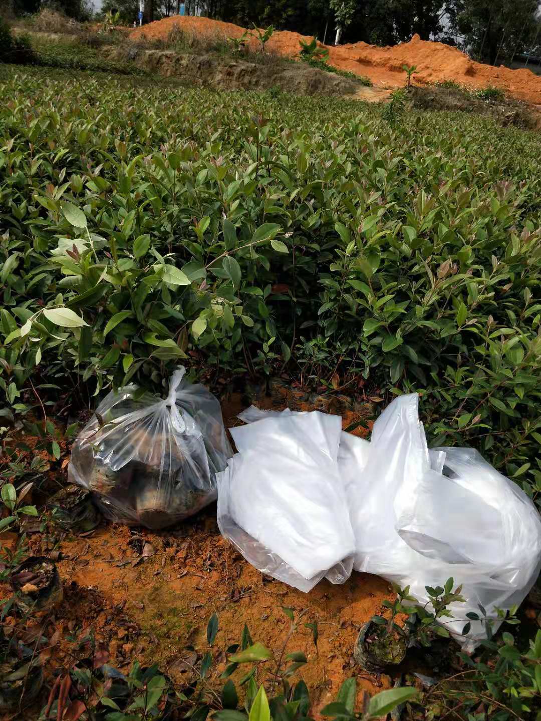 山稔子小袋苗公司-優(yōu)質(zhì)生產(chǎn)供應(yīng)商 山稔子 山稔子小苗批發(fā) 山稔子報(bào)價(jià) 山稔子小苗 廣州山稔子