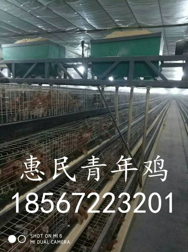 鶴壁60天海蘭褐青年雞價(jià)格