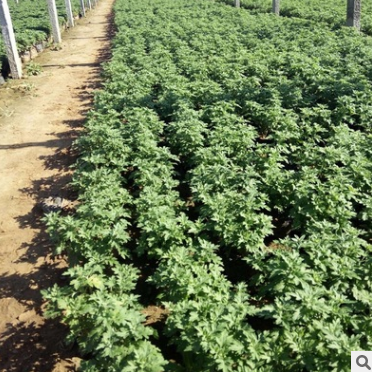 國(guó)慶菊大苗廠家-供應(yīng)商-電話