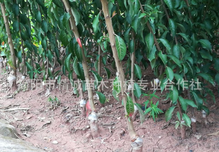*脆紅李果樹苗基地直銷批發(fā)價(jià)格多少錢