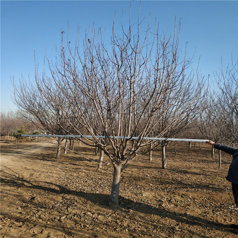 北美海棠@山東北美海棠樹苗基地