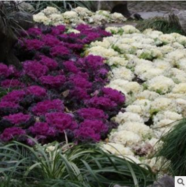 羽衣甘藍(lán)廠家-供應(yīng)商-電話(huà)