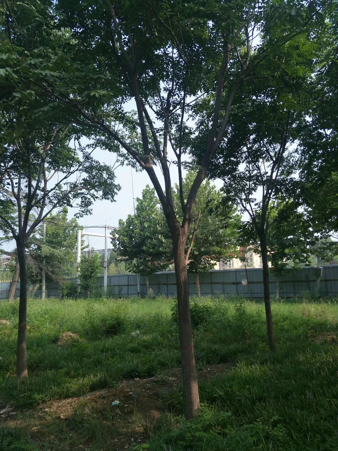 山東奕樹(shù)直銷(xiāo)廠家   奕樹(shù)價(jià)格哪家實(shí)惠