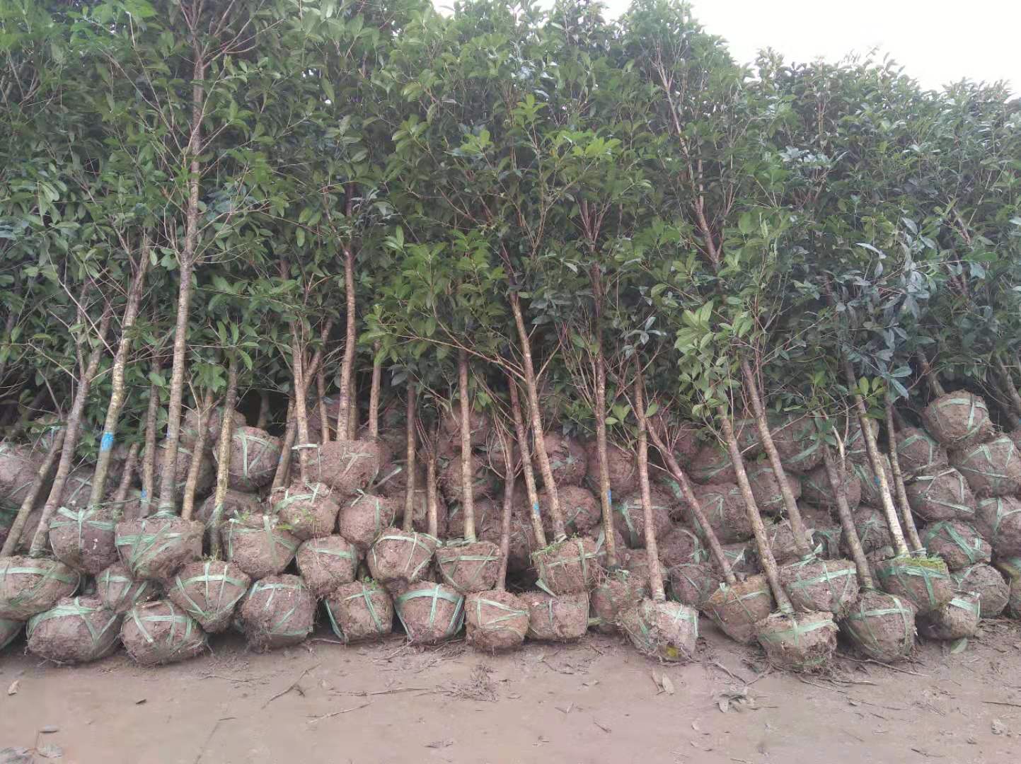 長庚桂廠家直銷