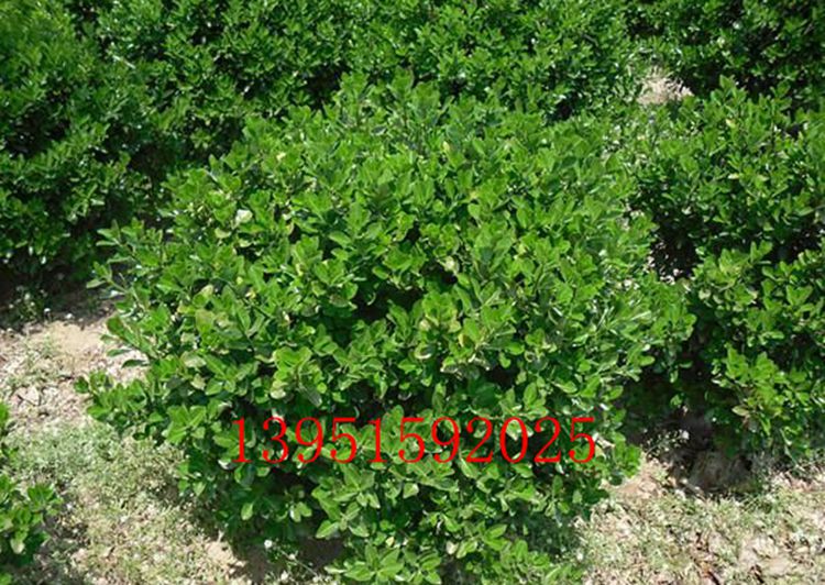 瓜子黃楊苗批發(fā)