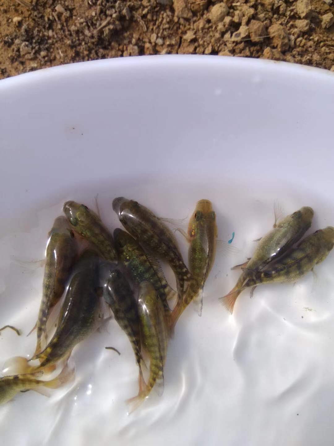 羅非病防經(jīng)驗