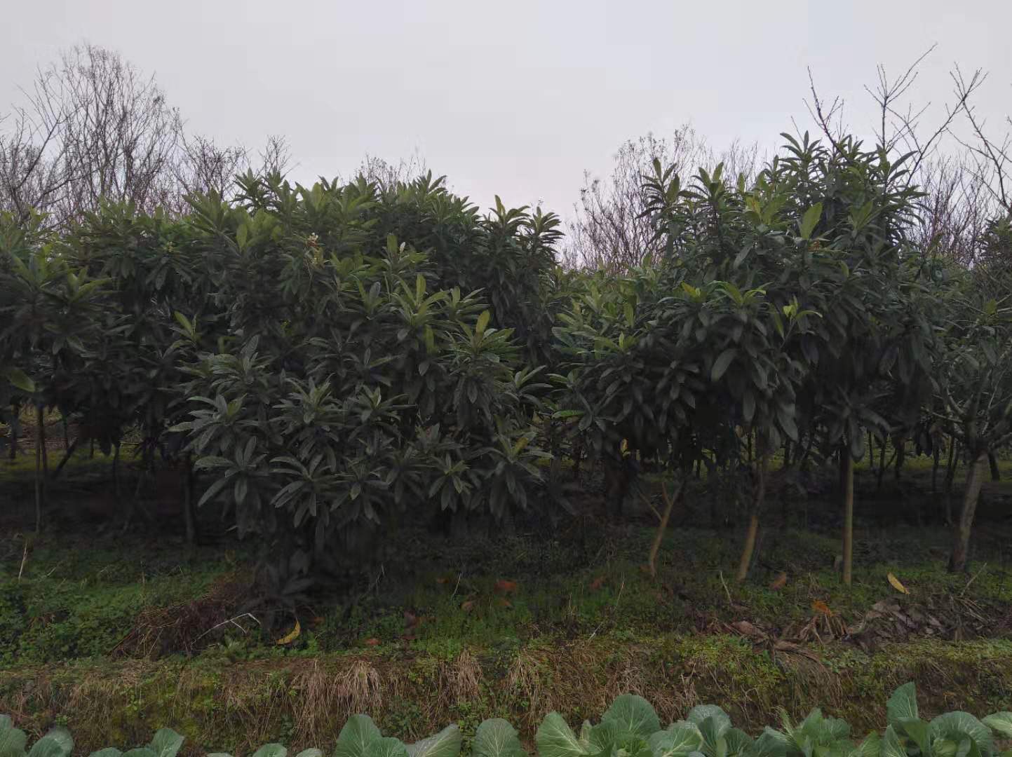 浙江金華枇杷樹苗批發(fā)