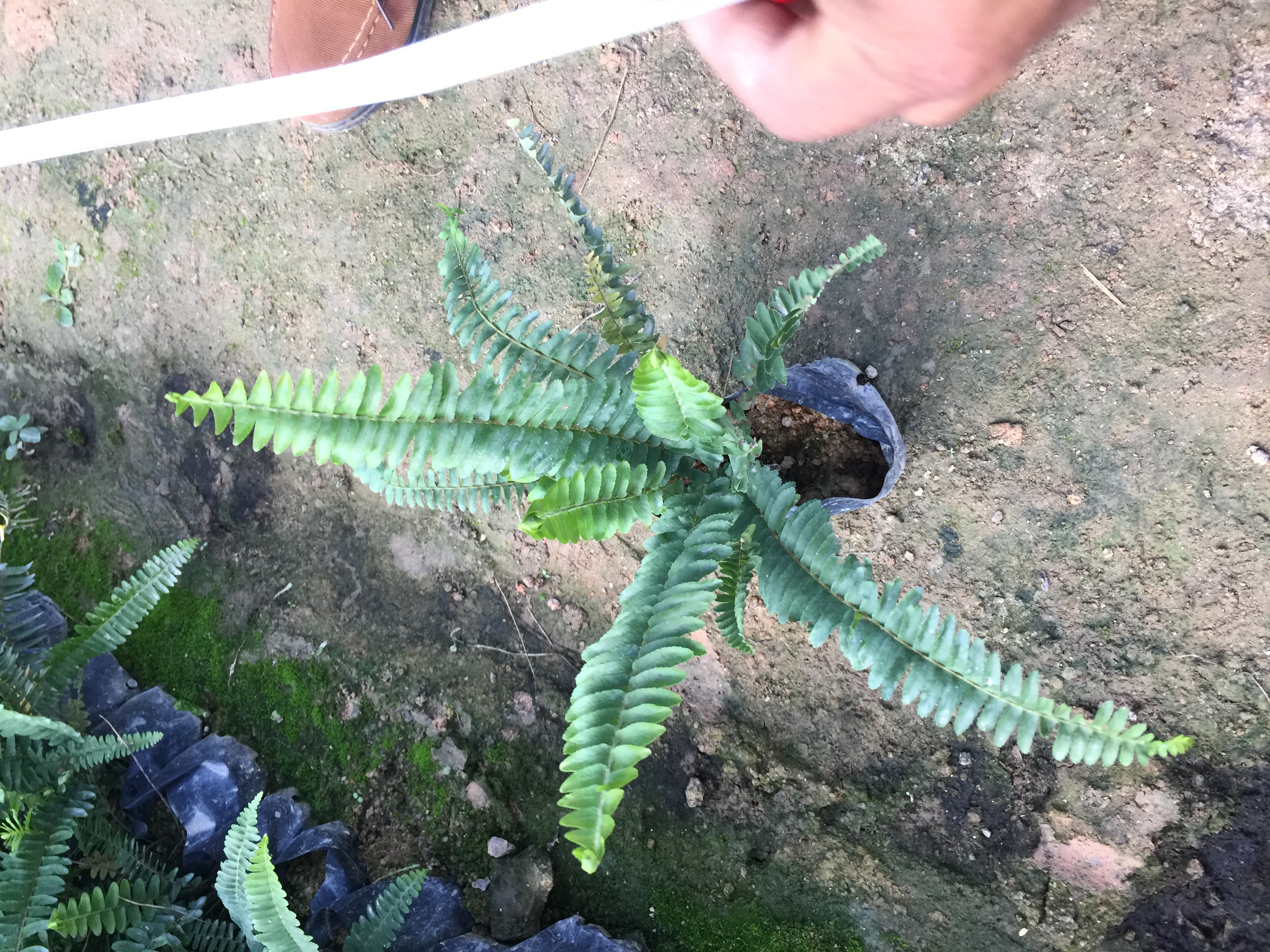 排骨草袋苗福建排骨草基地供應(yīng)商批發(fā)價格成活率高歡迎來電咨詢定購