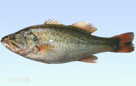 加洲盧魚魚苗養(yǎng)殖技術