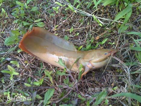 塘鲺魚捕捉方法