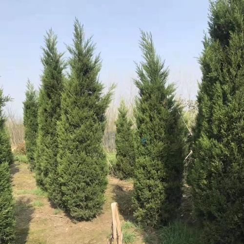 江蘇南京蜀檜種植基地，江蘇南京1.5米蜀檜批發(fā)價，江蘇南京2米蜀檜價格-報價