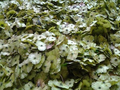 *柳，貴州*柳的報價，貴州*柳的生產(chǎn)生產(chǎn)商家