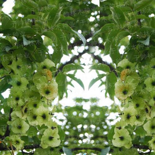 *柳，貴州*柳的報價，貴州*柳的生產(chǎn)生產(chǎn)商家