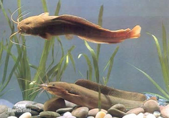 塘鲺魚捕捉方法