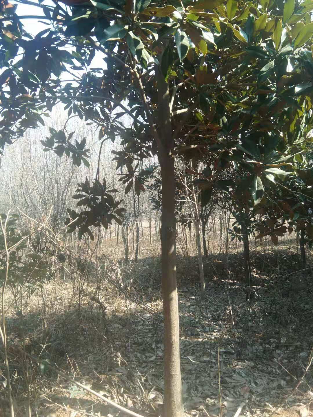 河南南陽南召廣玉蘭基地-河南南陽廣玉蘭價(jià)格表/廠家批發(fā)報(bào)價(jià)供應(yīng)商