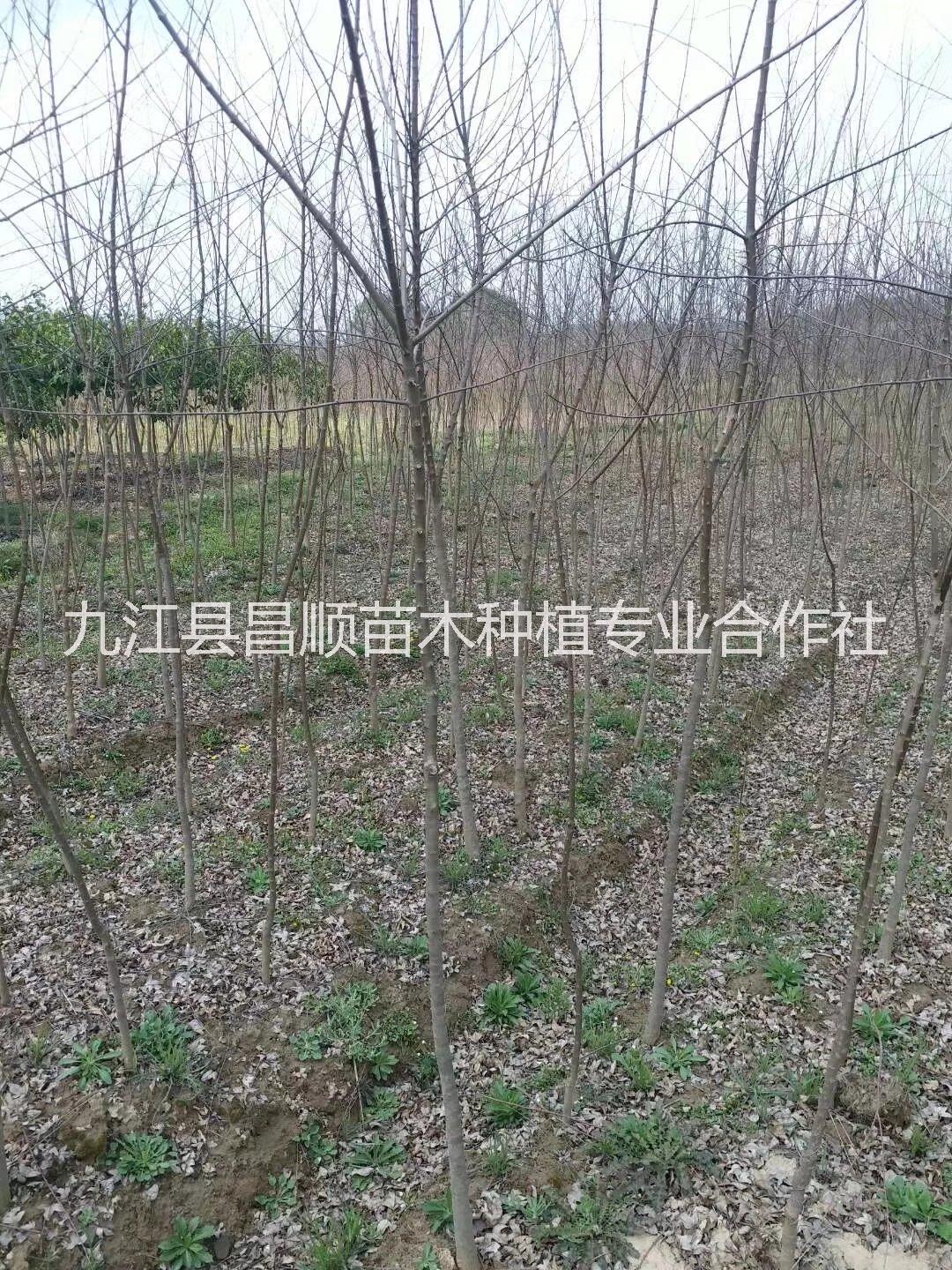 三角楓