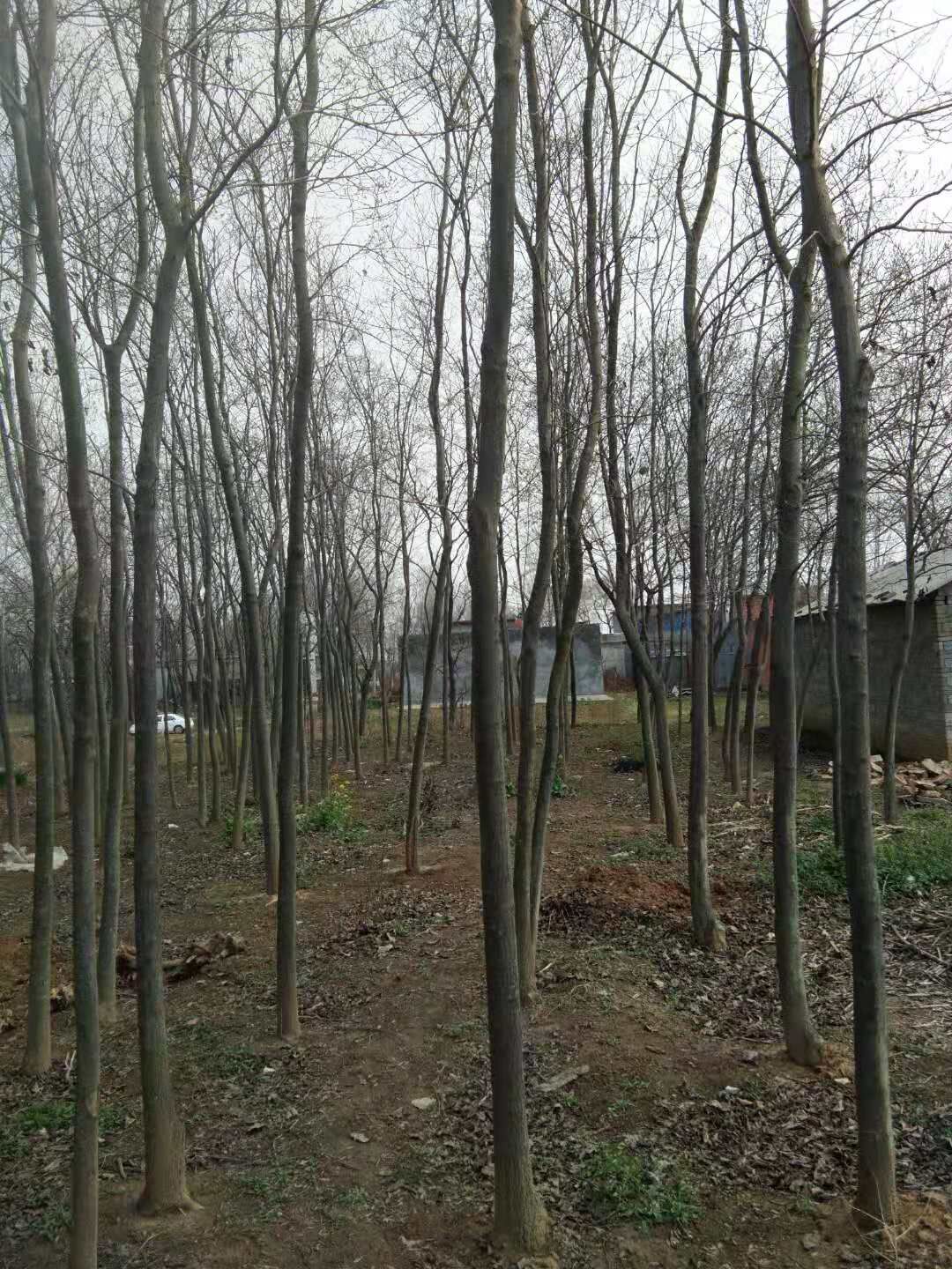河南南陽南召二喬玉蘭基地-河南南陽二喬玉蘭價格表/廠家批發(fā)報價供應(yīng)商