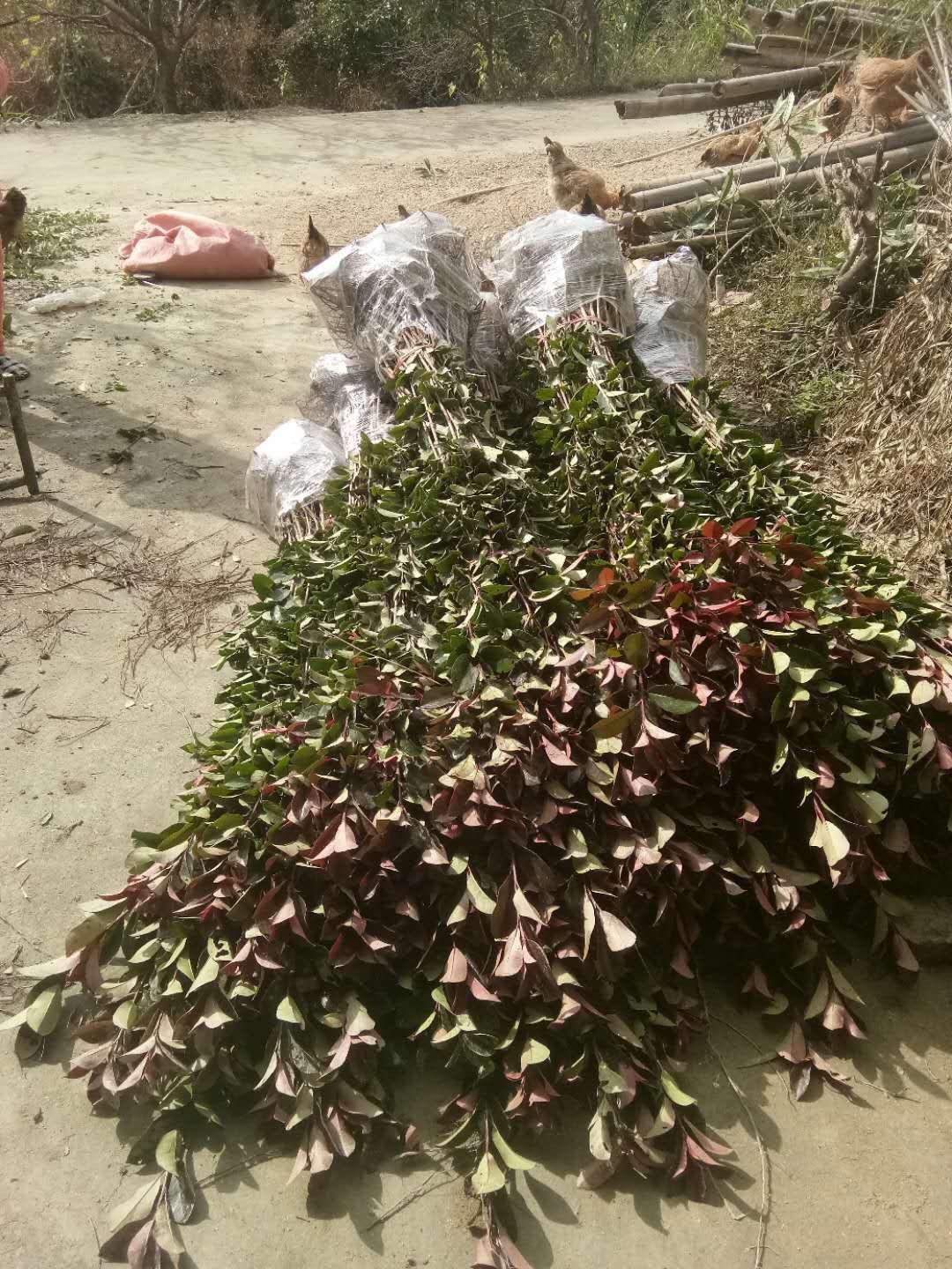 紅葉石楠批發(fā)商銷售紅葉石楠圖片