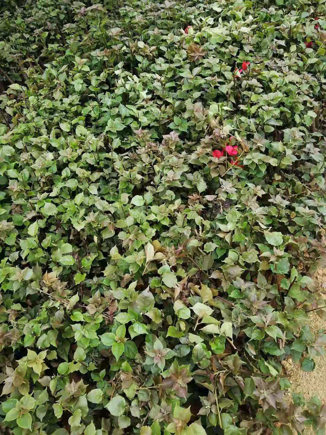 福建批發(fā)中國紅三角梅苗木基地/一株價格多少錢