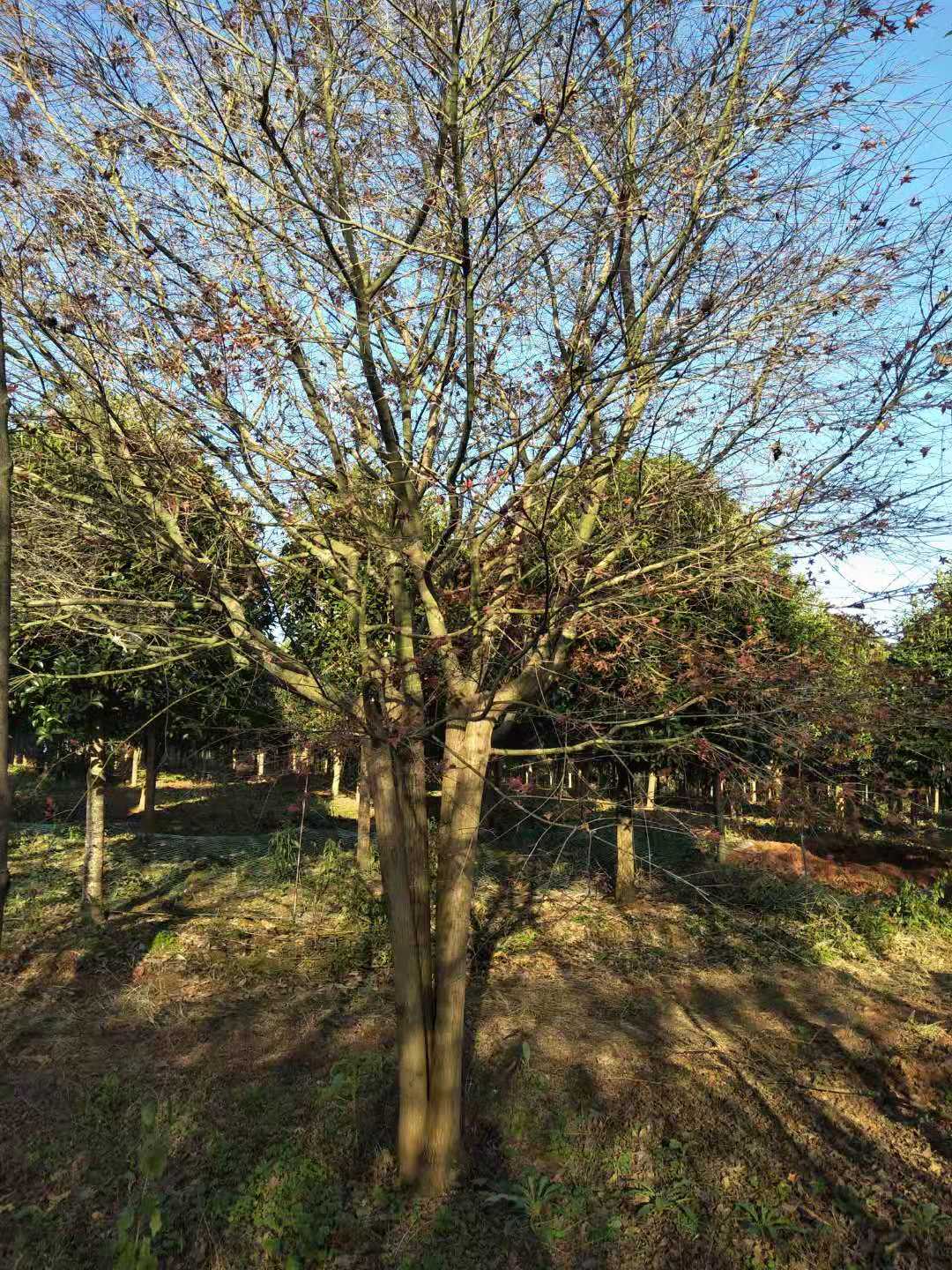 優(yōu)質紅楓批發(fā)/供應 紅楓苗價格 紅楓哪家好