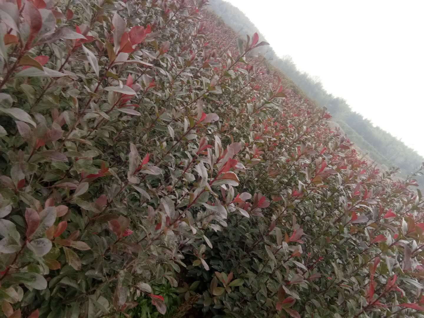 紅葉石楠批發(fā)商銷售紅葉石楠圖片