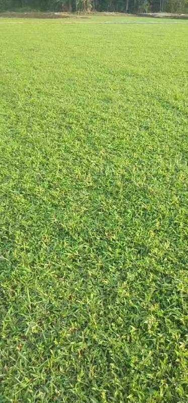 大葉油草，闊葉油草