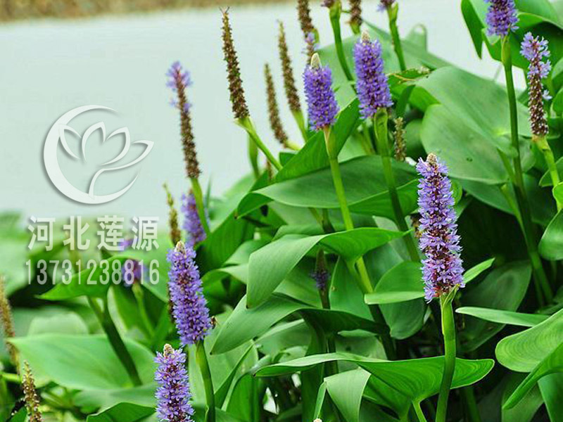 批發(fā)梭魚草種苗，專業(yè)種植梭魚草