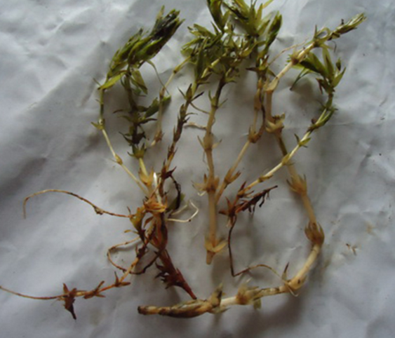 湖北輪葉黑藻哪家好，直銷批發(fā)