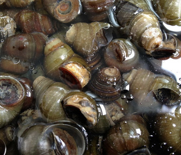 田螺批發(fā)，哪里家，哪家好，