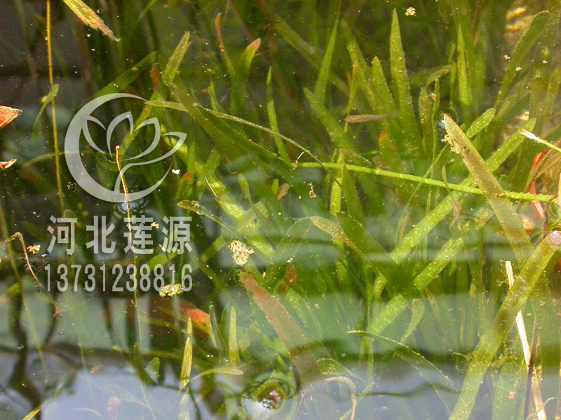 供應(yīng)苦草種苗，苦草種植基地