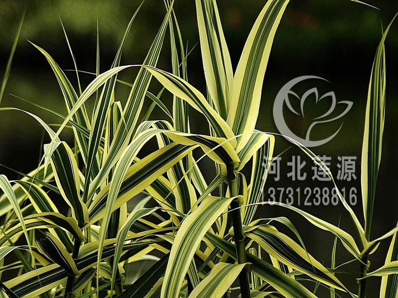 批發(fā)花葉蘆竹種苗，花葉蘆竹種植基地
