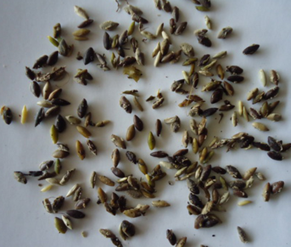 湖北大茨藻種子，批發(fā)，價格，哪家好