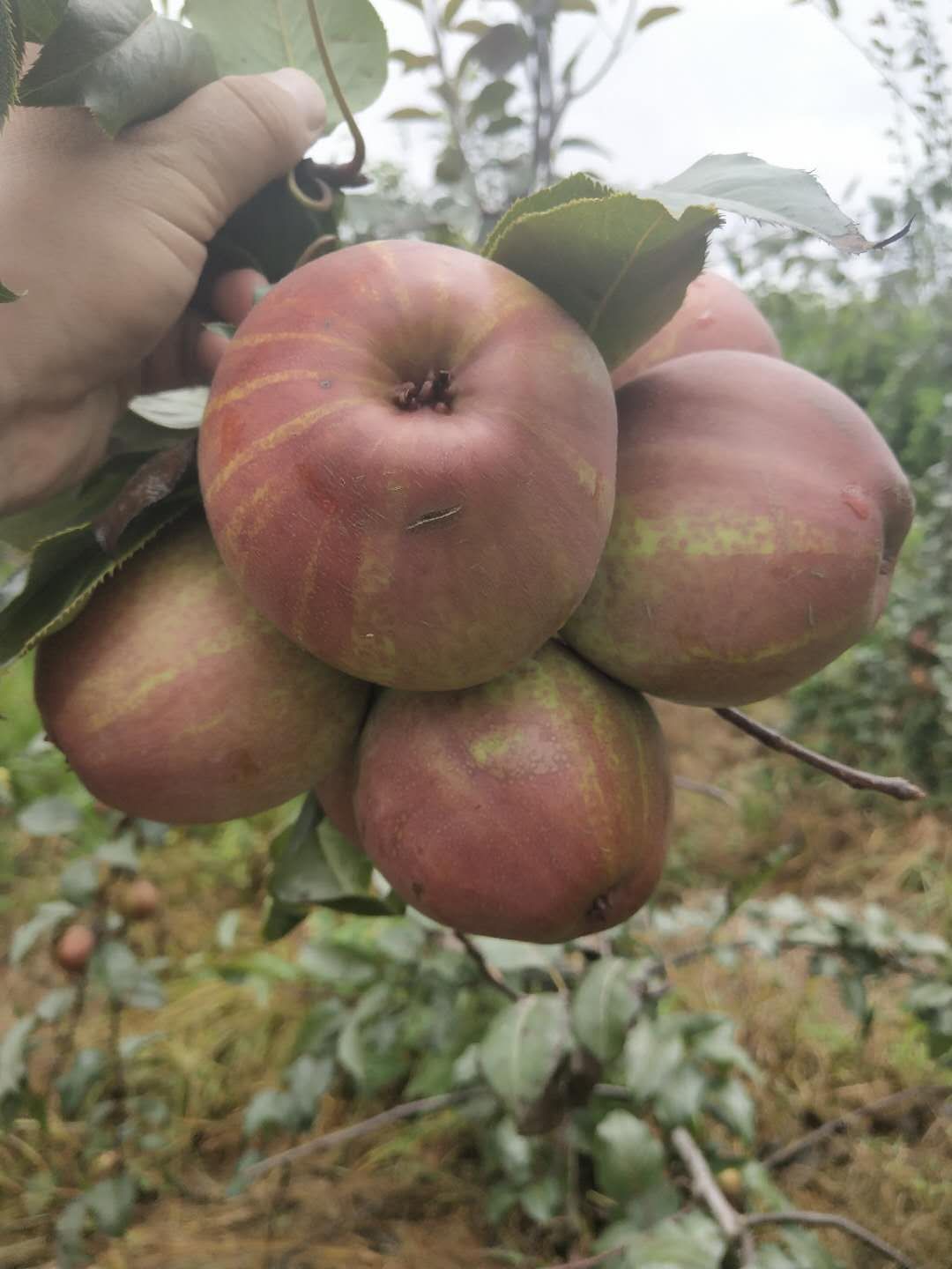 早酥紅梨苗，稀世紅梨苗，秋月梨苗，圓黃梨苗，皇冠梨苗