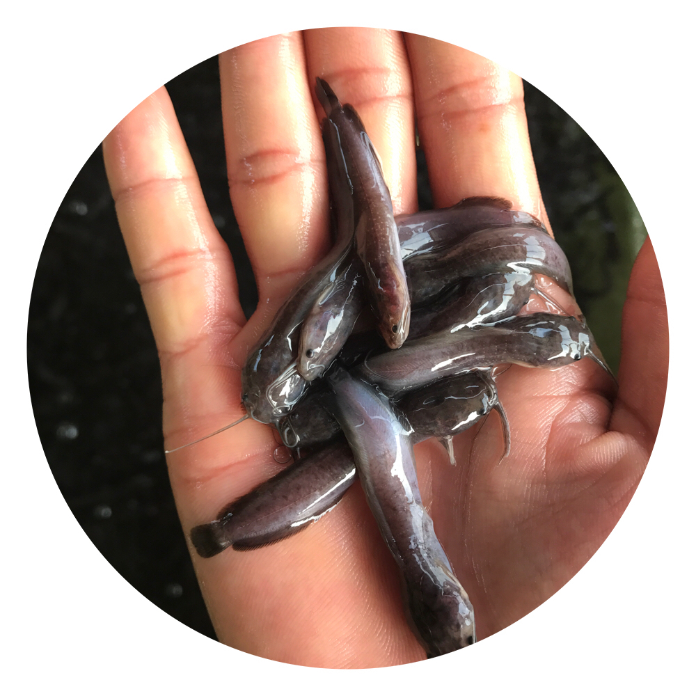 塘鲺,胡子鯰,本地塘鲺,塘角魚,塘角魚苗