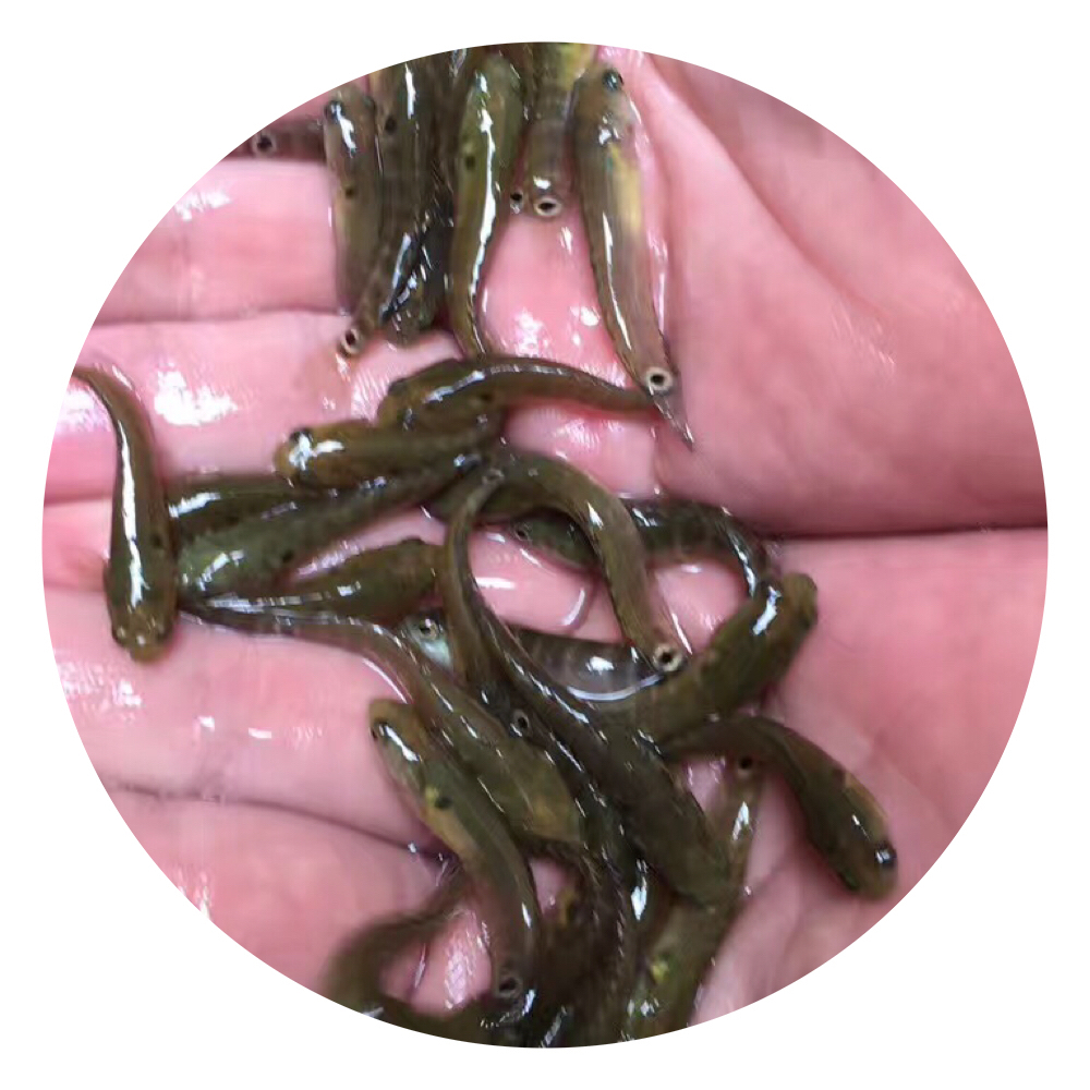 七星魚苗、山花魚、山斑魚、秤星魚、張公魚