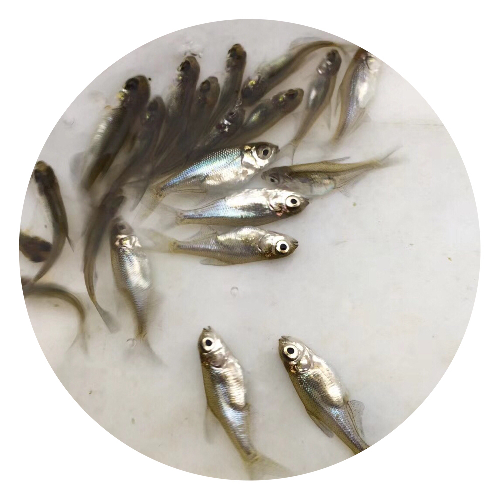 武昌魚苗,武昌魚苗養(yǎng)殖,武昌魚