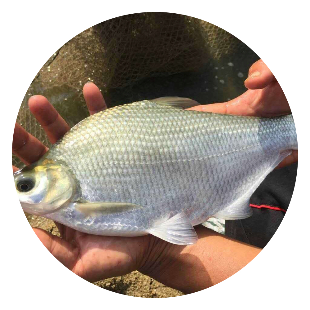 武昌魚苗,武昌魚苗養(yǎng)殖,武昌魚