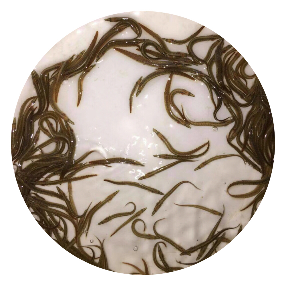 中華刺鰍魚苗,刺鰍養(yǎng)殖,中華刺鰍苗,中華刺鰍魚苗批發(fā)