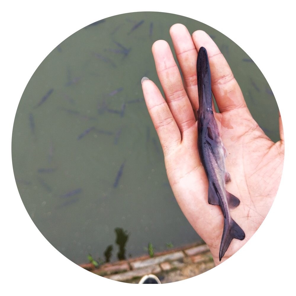匙吻鱘魚苗批發(fā),鴨嘴魚,鴨嘴魚苗養(yǎng)殖