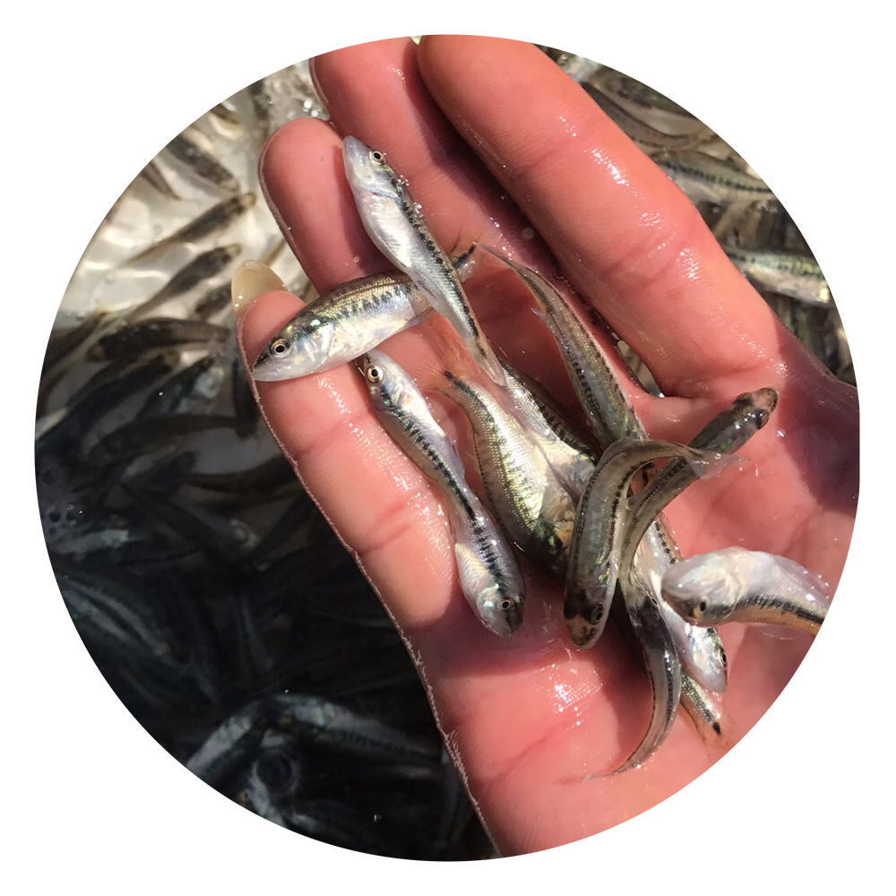 大口黑鱸批發(fā),加州鱸魚苗養(yǎng)殖場,加州鱸魚苗批發(fā)