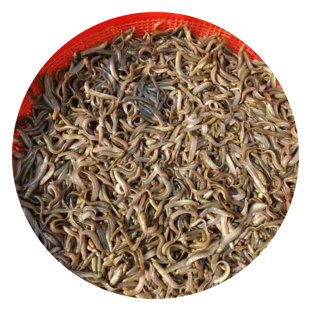 泥鰍魚苗,臺(tái)灣泥鰍魚苗