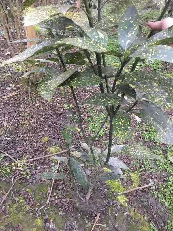 湖南灑金珊瑚種植基地、產地*、價格、價錢【溫江區(qū)壽安希友園藝場】