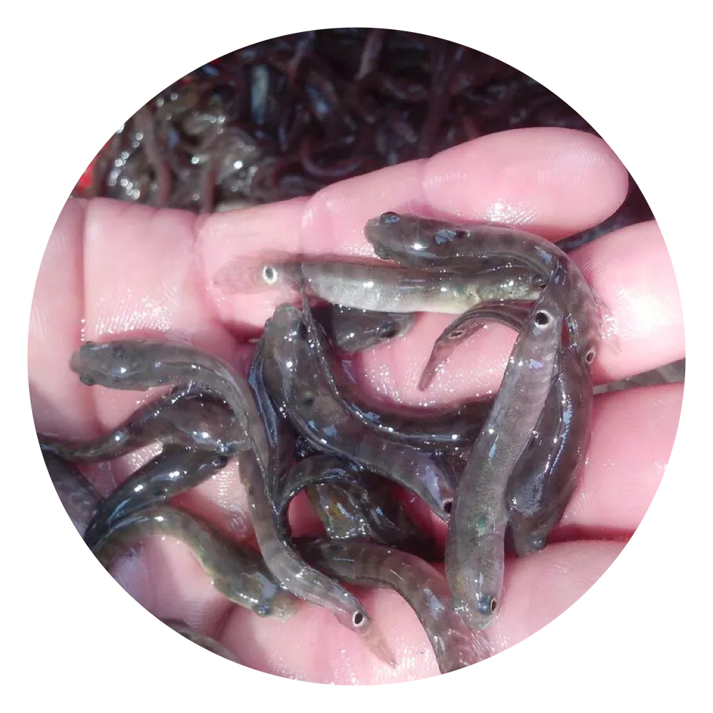 七星魚苗、山花魚、山斑魚、秤星魚、張公魚