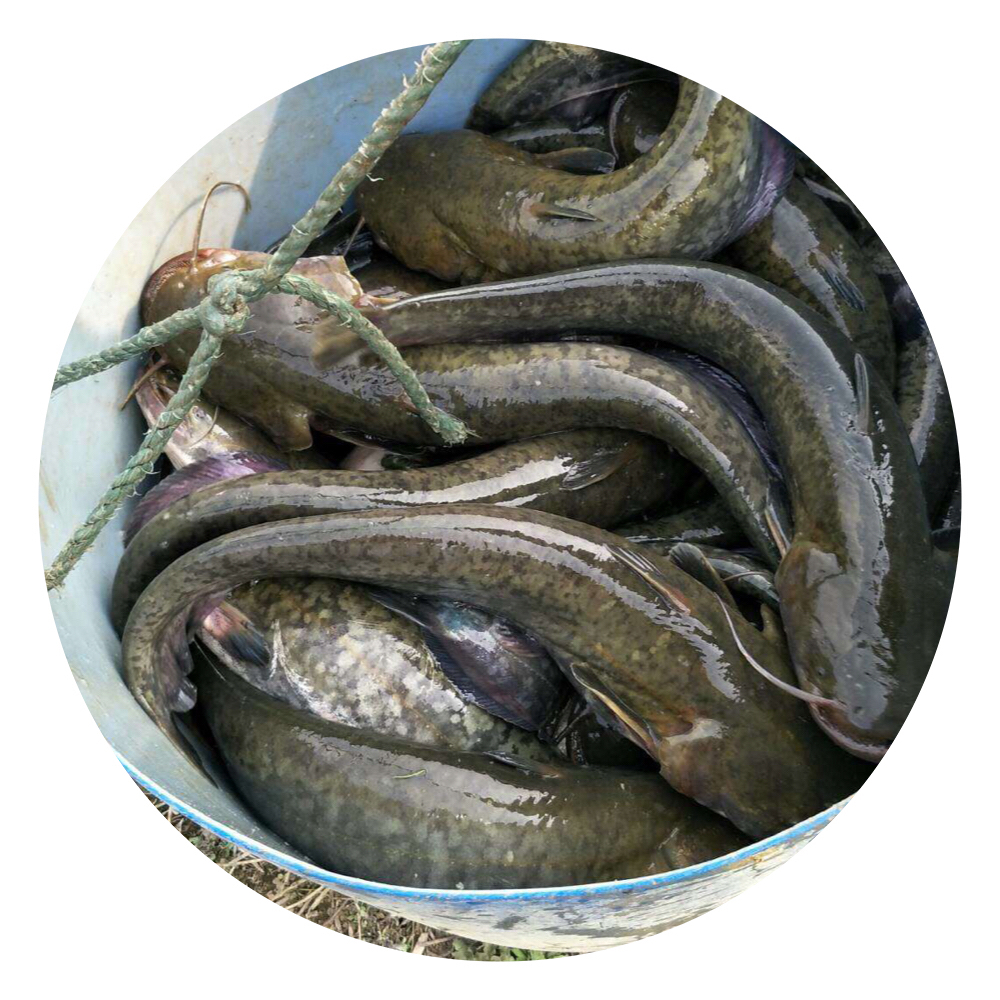 南方大口鯰魚苗,南方大口鯰,大口鯰,南方大口鯰魚苗批發(fā)