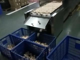 乳膠片微波干燥機