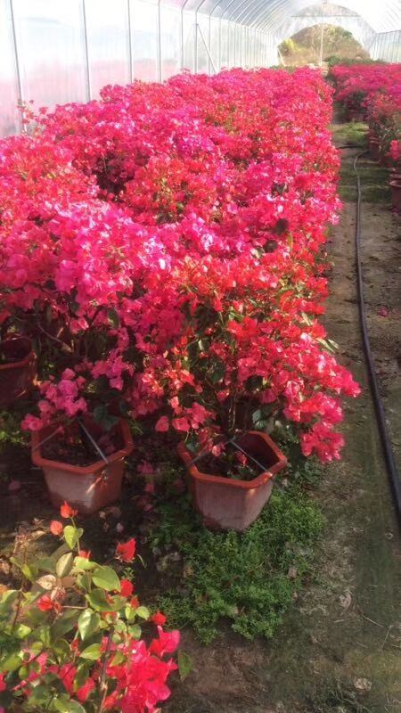 海南三亞三角梅基地-崖州三角梅基地-天涯三角梅批發(fā)-三亞吉陽三角梅-三亞海棠三角梅/廠家